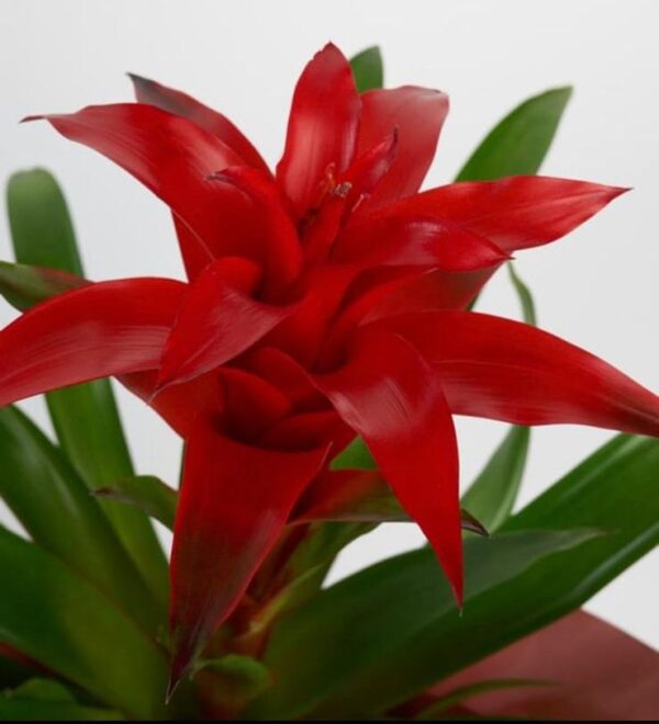 Guzmania Saksıda - Görsel 2
