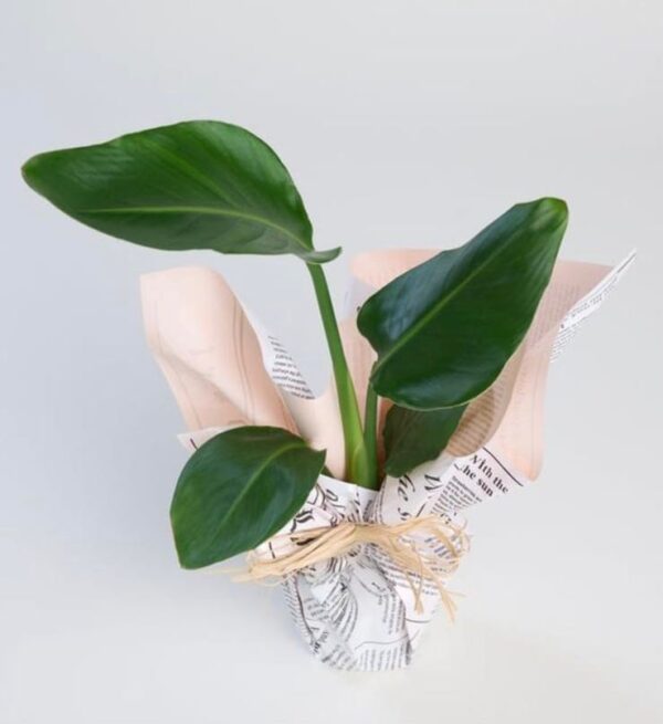 Monstera Deliciosa (Deve Tabanı) - Görsel 4