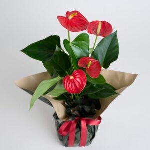 Buketli Saksıda Guzmania