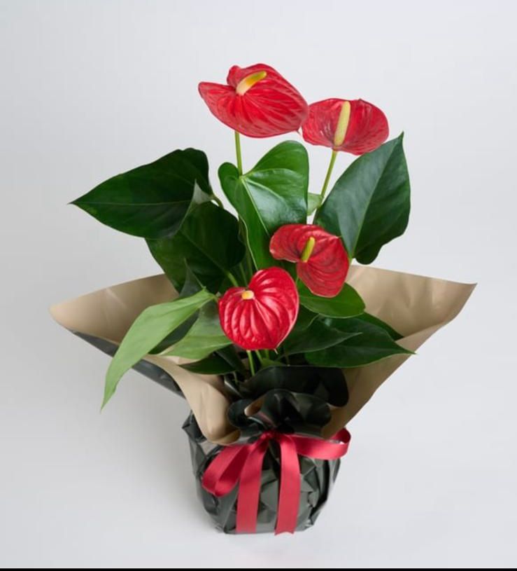 Buketli Saksıda Guzmania