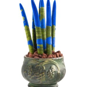Green Elegance: Mavi Sanseveria