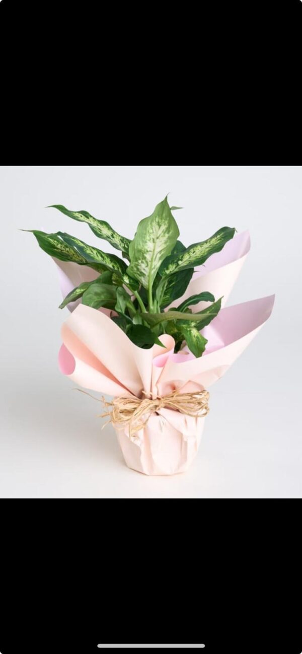 Saksıda Dieffenbachia Çiçeği - Görsel 3