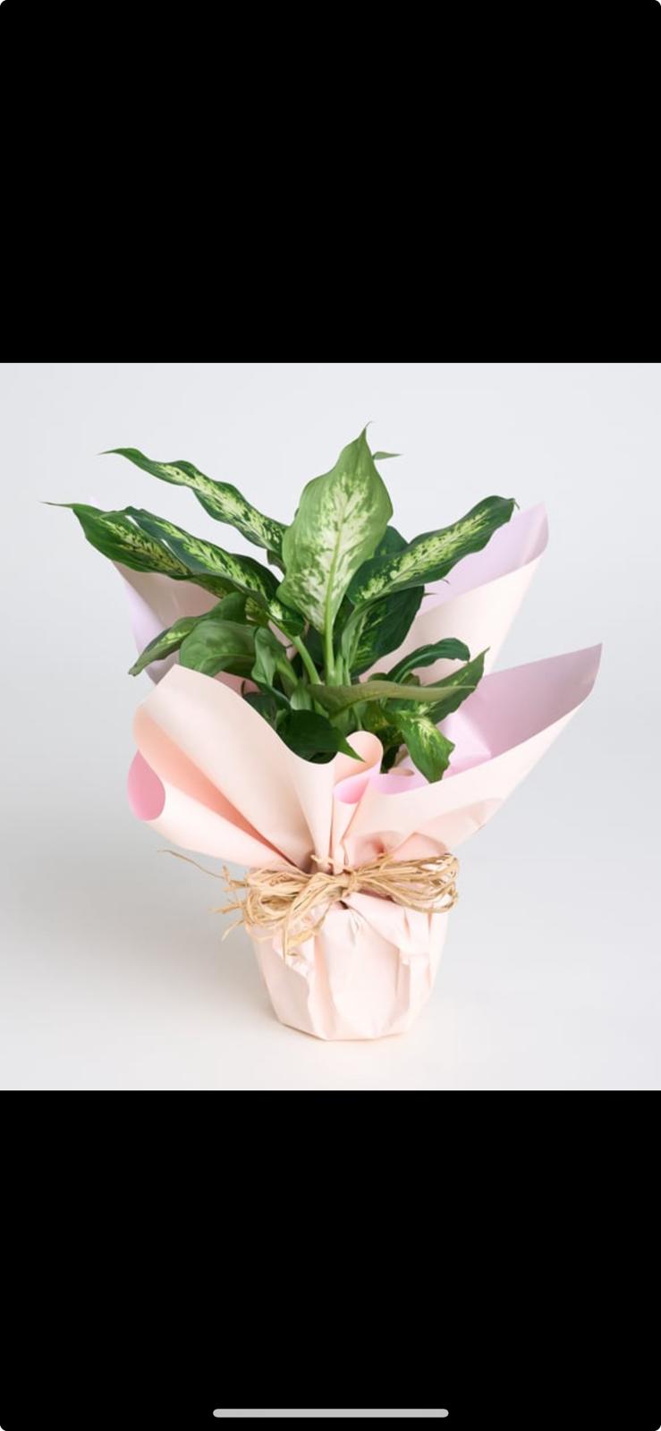 Saksıda Dieffenbachia Çiçeği