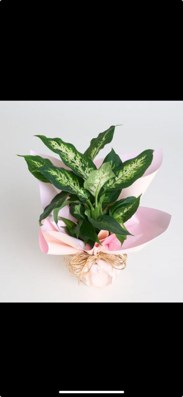 Saksıda Dieffenbachia Çiçeği - Görsel 2