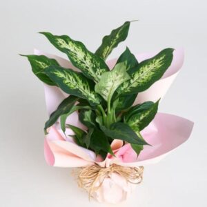 Saksıda Dieffenbachia Çiçeği