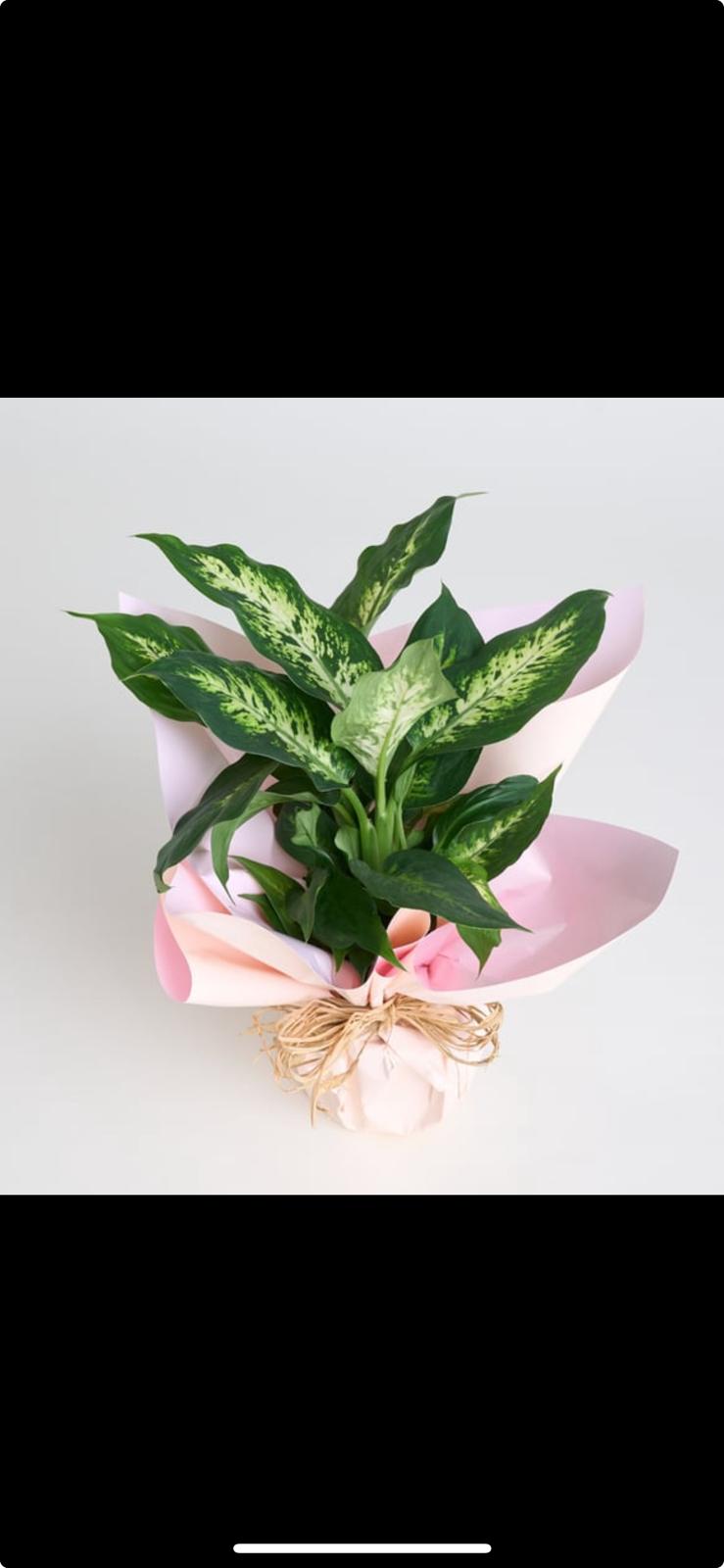 Saksıda Dieffenbachia Çiçeği