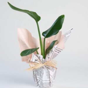 Monstera Deliciosa (Deve Tabanı)