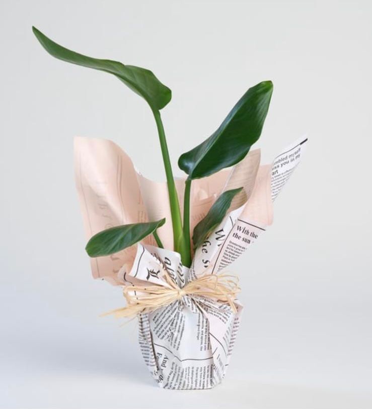 Monstera Deliciosa (Deve Tabanı)