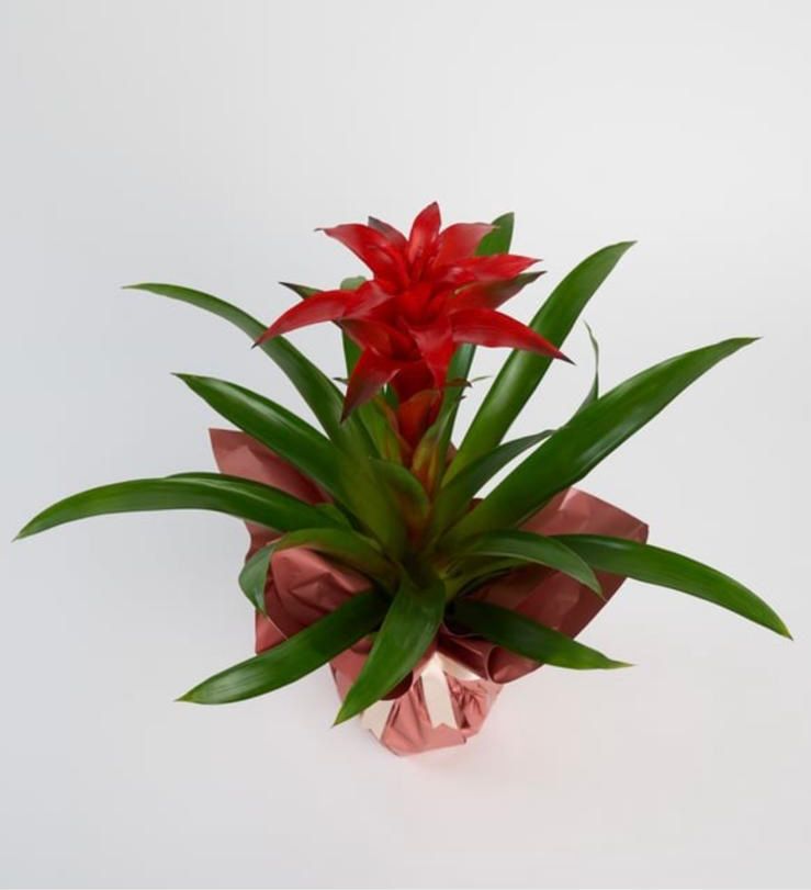 Guzmania Saksıda