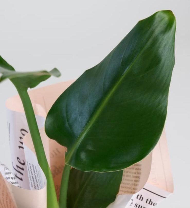 Monstera Deliciosa (Deve Tabanı)