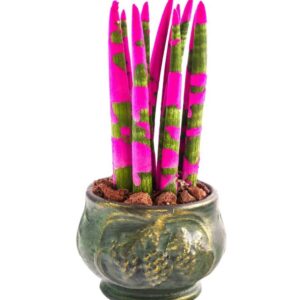 Green Elegance: Pembe Sanseveria
