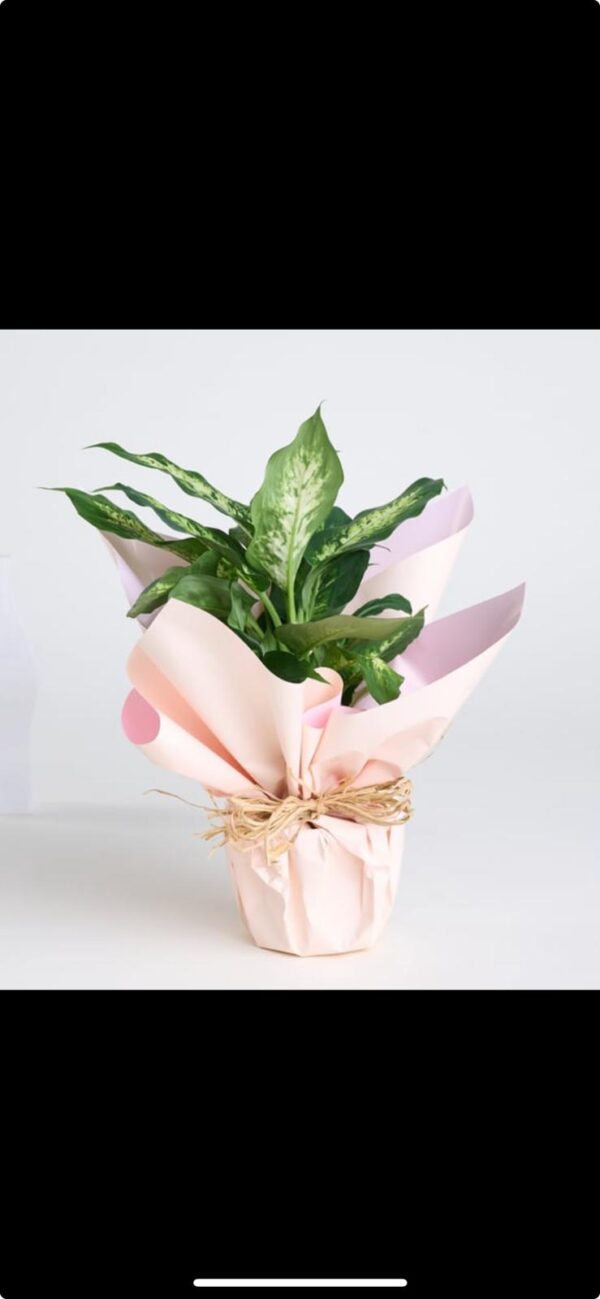 Saksıda Dieffenbachia Çiçeği - Görsel 4