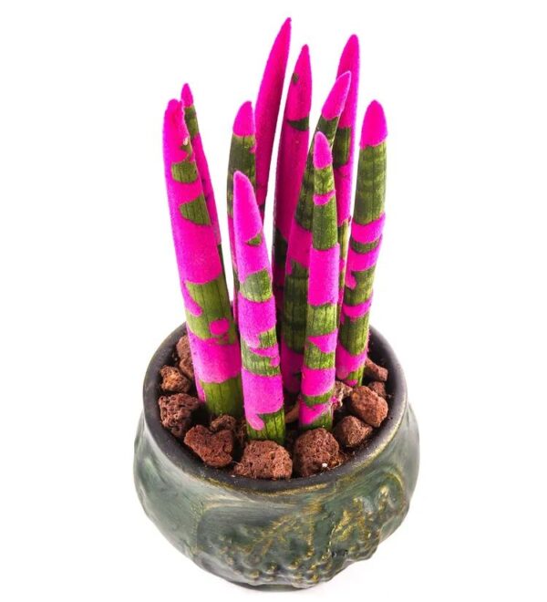 Green Elegance: Pembe Sanseveria - Görsel 5