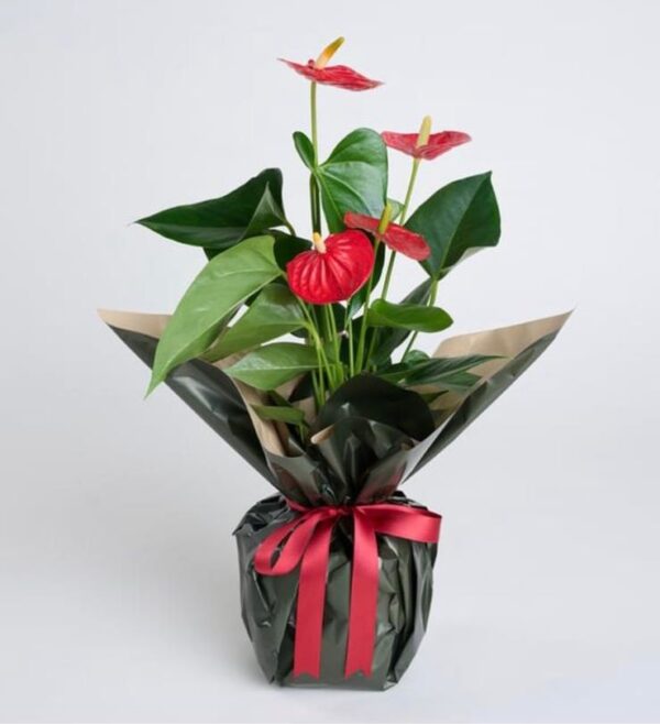 Buketli Saksıda Guzmania - Görsel 3