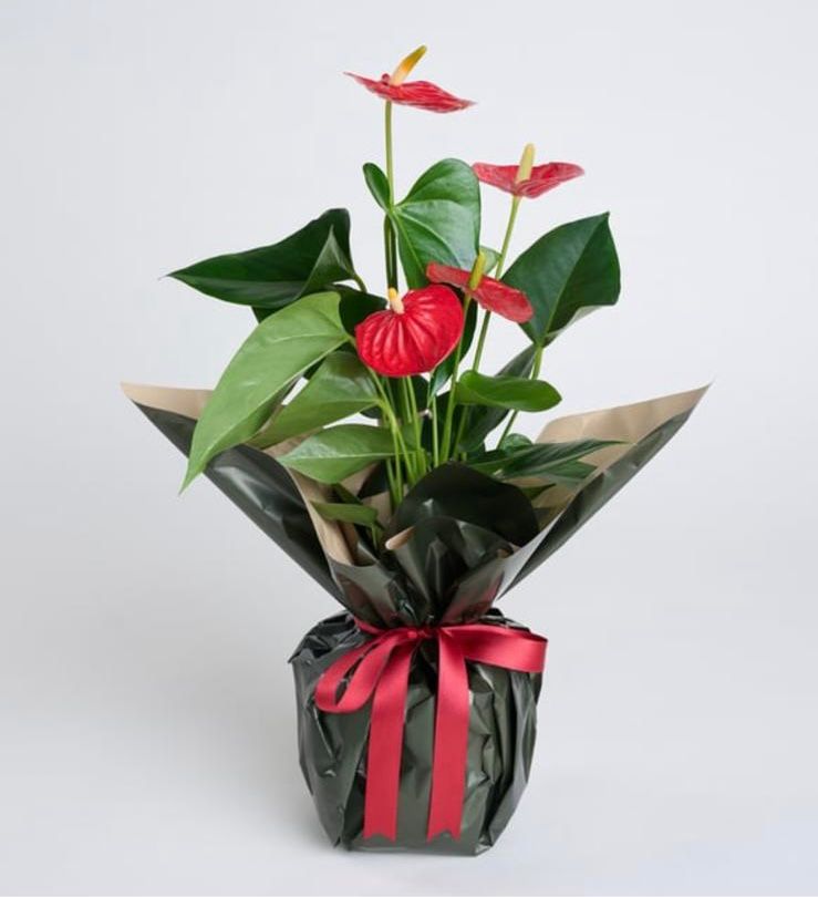 Buketli Saksıda Guzmania