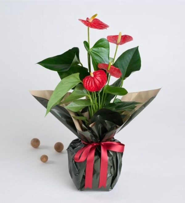 Buketli Saksıda Guzmania - Görsel 4