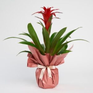 Guzmania Saksıda