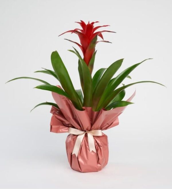 Guzmania Saksıda
