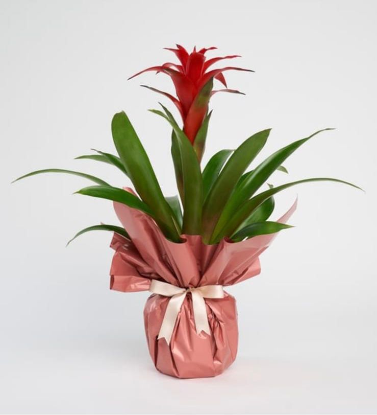 Guzmania Saksıda