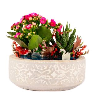 Beton Saksıda Haworthia ve Kalanchoe Teraryum