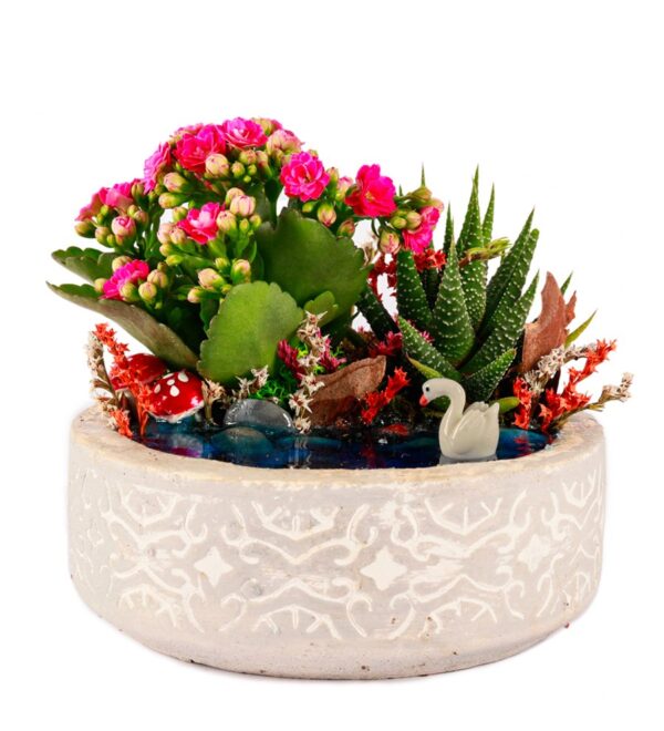 Beton Saksıda Haworthia ve Kalanchoe Teraryum - Görsel 2