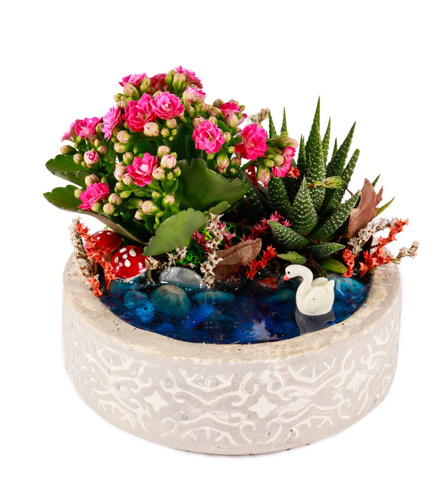 Beton Saksıda Haworthia ve Kalanchoe Teraryum