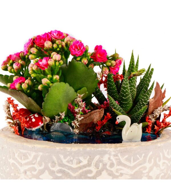 Beton Saksıda Haworthia ve Kalanchoe Teraryum - Görsel 4