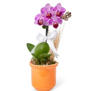 Mini Orkide - Turuncu Lily Tek Dal